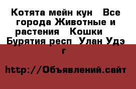 Котята мейн кун - Все города Животные и растения » Кошки   . Бурятия респ.,Улан-Удэ г.